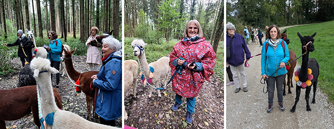 Die Frauen führen die Lamas