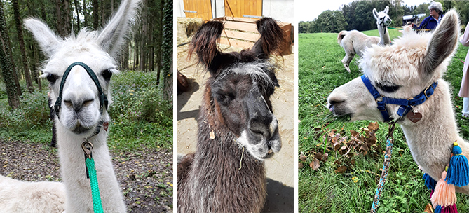 3 Tiere mit Charakterköpfen