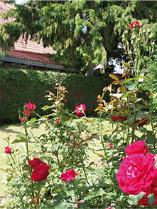 Seniorinnen-WG: Blick durch Rosen in den Garten