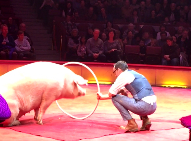 Zirkus Krone 2020_dressiertes Schwein "springt" durch Reifen