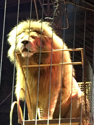 Zirkus Krone 2020_der Löwe wartet auf seinen Auftritt
