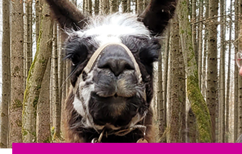 Kopf eines Lamas, das in die Kamera schaut